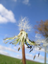 hayfever horrors