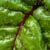 Chard stems and leaves with Beef