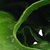 Warm Spinach Salad