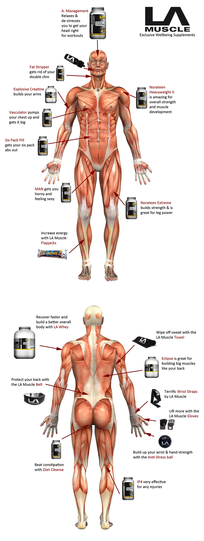 which supplement is good for which body part la muscle supplements anatomy chart